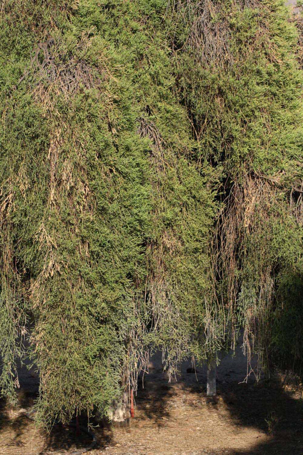              Habit of  Eremocitrus glauca         (Riverside, CA)       